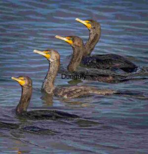 Synchronized Cormorants Gliding Across Tranquil Waters