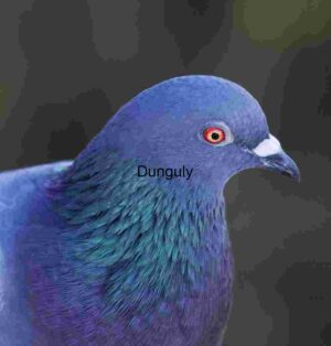 Iridescent Pigeon Portrait with Vivid Plumage and Red Eye