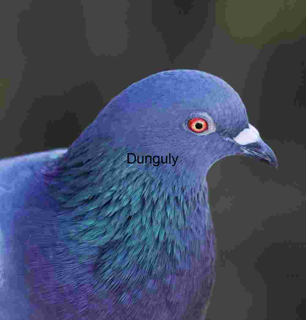 Iridescent Pigeon Portrait with Vivid Plumage and Red Eye