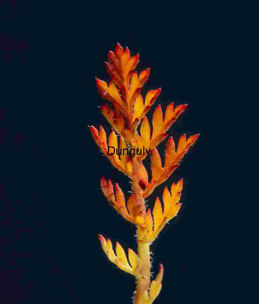 Spiral Flame: Botanical Detail in Autumn Tones