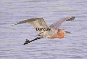 Wings of Flame: Reddish Egret Over Water