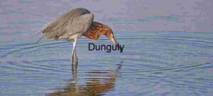 Silent Hunter: Egret in Reflection