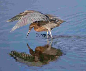 Poised for Precision: Egret in the Hunt