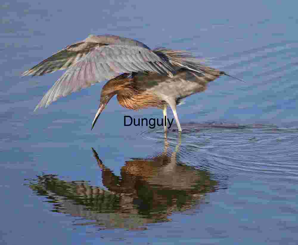 Poised for Precision: Egret in the Hunt