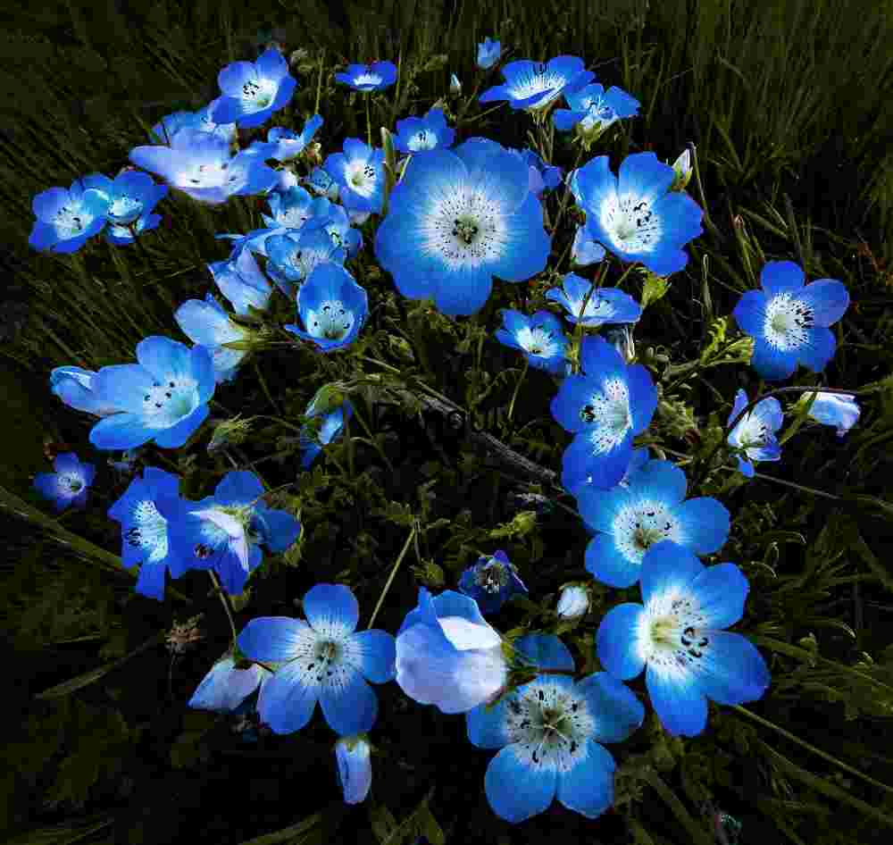 Spring Symphony: Baby Blue Eyes in Bloom