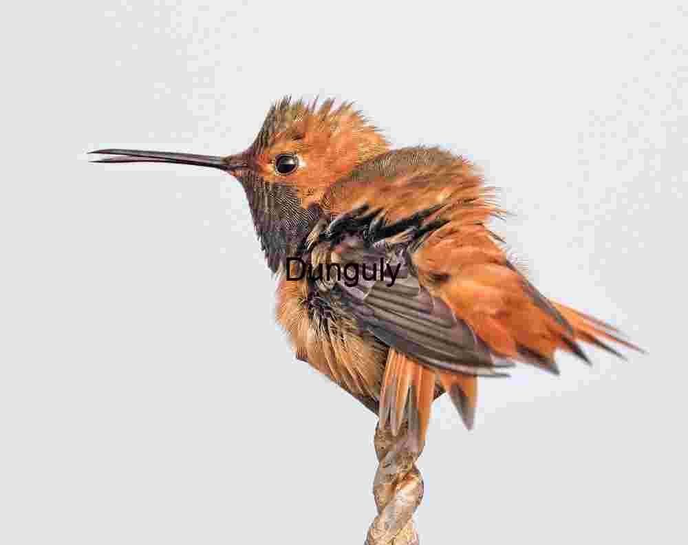 Amber Wings: Hummingbird in Stillness