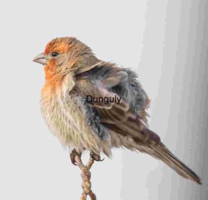 Earthbound Elegance: Perched in Stillness