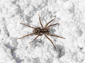 Salt and Shadow: Camouflaged Spider on Mineral Terrain