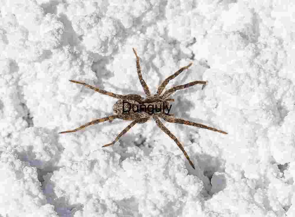 Salt and Shadow: Camouflaged Spider on Mineral Terrain