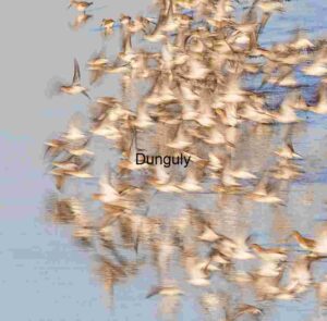 Wings in Motion: A Dance Above Water