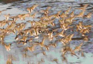 Synchronized Shorebird Flock in Flight Over Reflective Waters