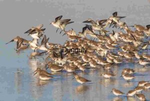 Shorebirds Gathering on Shallow Waters with Reflections and Flight
