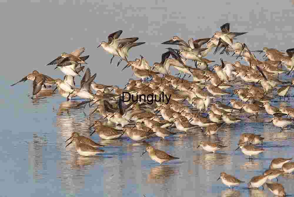 Shorebirds Gathering on Shallow Waters with Reflections and Flight