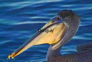 Majestic Pelican Portrait Over Rippling Waters
