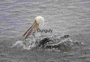 Pelican Shaking Head in Splashing Water