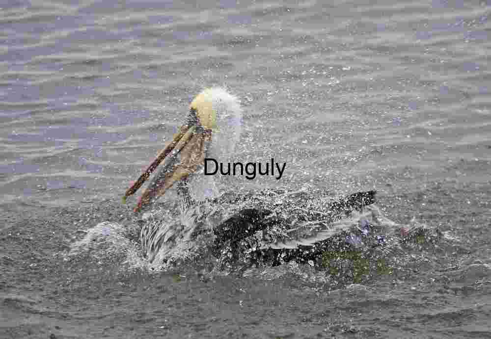 Pelican Shaking Head in Splashing Water