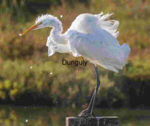 Wind-Swept Heron on Wooden Post in Verdant Surroundings