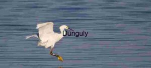 Grace in Motion: Snowy Egret Over Water