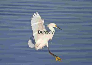 Wings of Serenity: Snowy Egret in Flight Over Rippling Waters