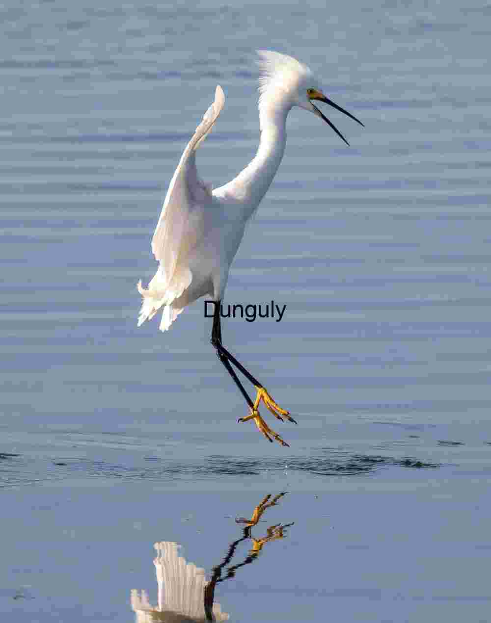 Reflected Grace: Snowy Egret Touching Down