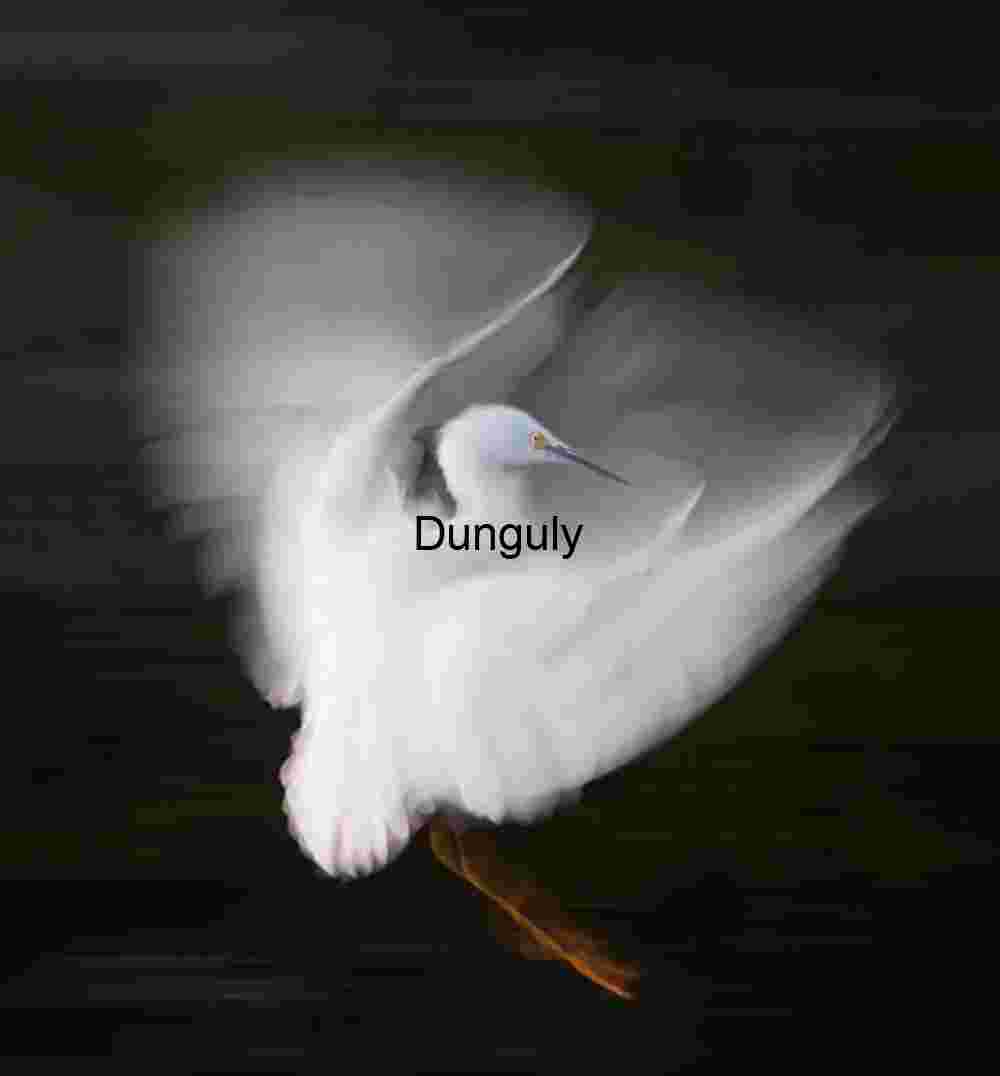 Ghost in Flight: Ethereal Egret Against Darkness