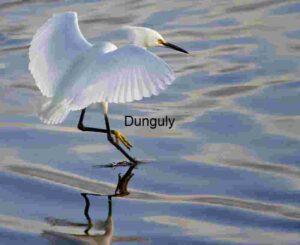 Graceful Ascent: Snowy Egret Reflected in Tranquil Waters