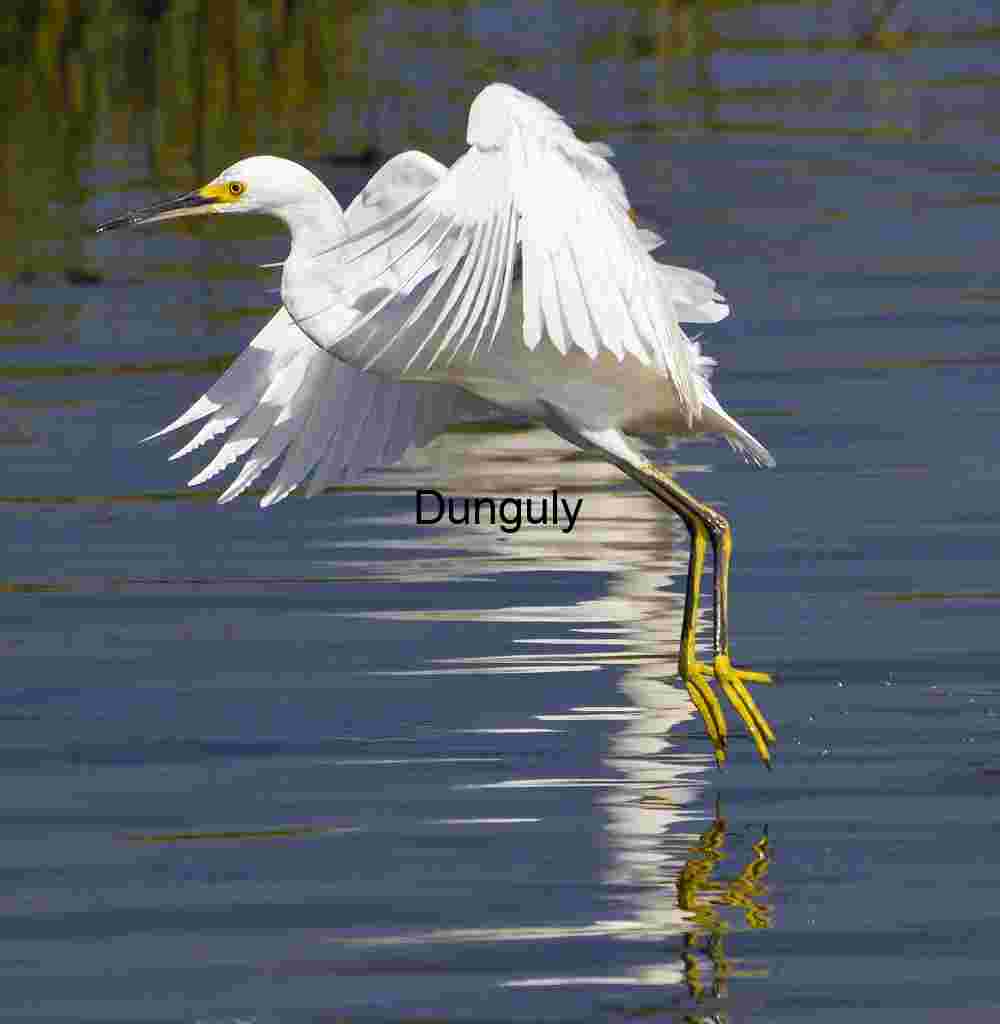 Snowy Egret in Flight Over Reflective Waters