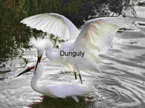 Egret Encounter: A Moment of Grace and Connection in the Wild