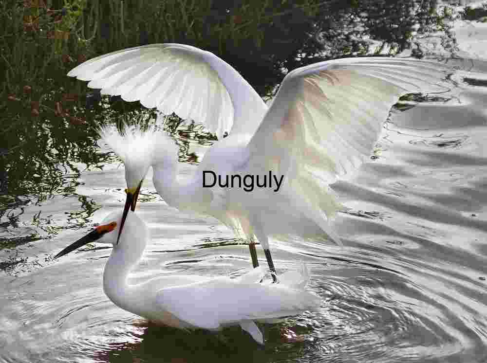 Egret Encounter: A Moment of Grace and Connection in the Wild