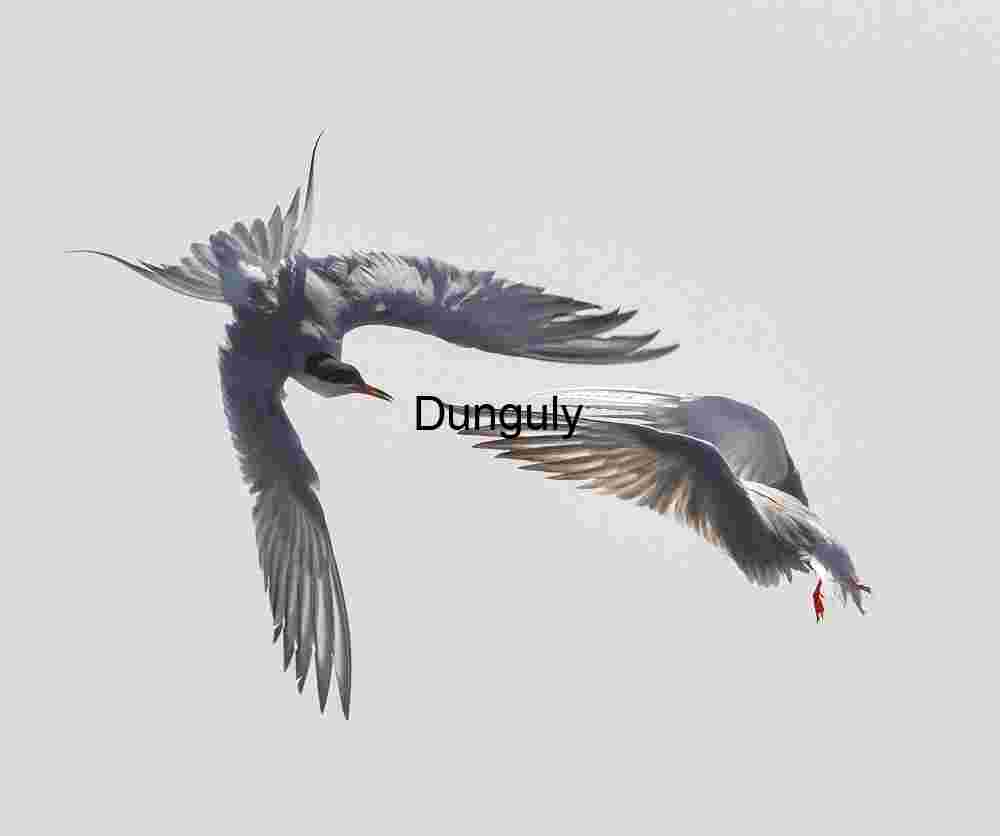 Midair Ballet: Terns in Coordinated Flight Against Soft Sky