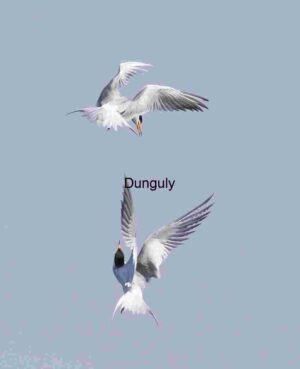 Aerial Dialogue: Terns in Midair Harmony Against Clear Sky