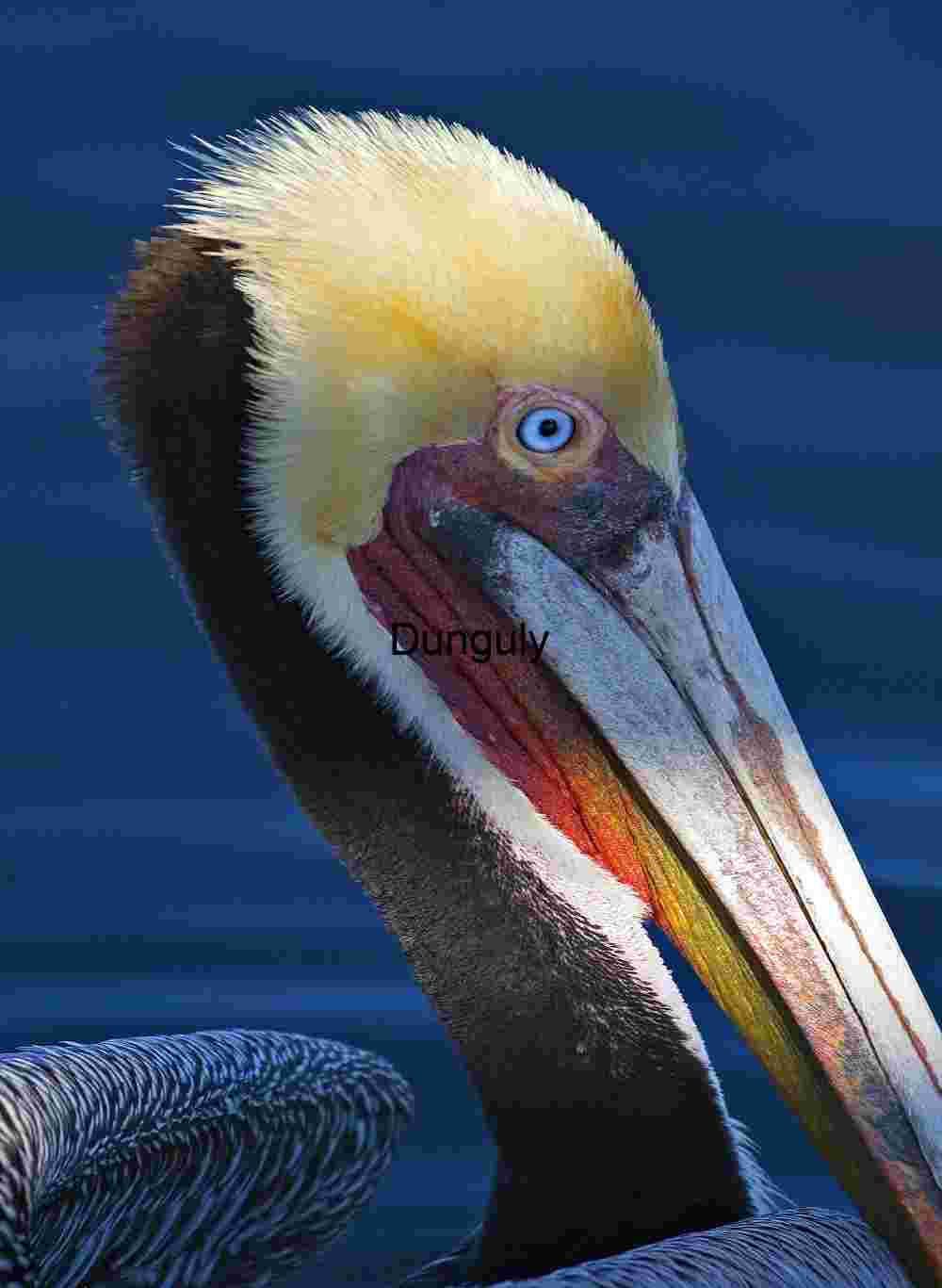 Close-Up of Pelican with Colorful Beak and Crest