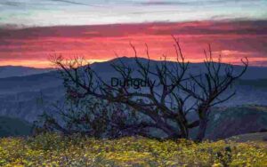 Twilight Bloom: Silhouettes and Wildflowers Beneath a Fiery Sky