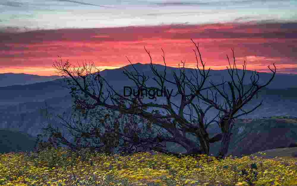 Twilight Bloom: Silhouettes and Wildflowers Beneath a Fiery Sky