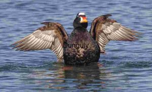 Surf Scoter Displaying Wings in Calm Coastal Waters