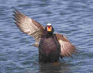 Black Scoter Stretching Wings in Tranquil Waters