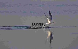 Tern Skimming Water with Reflected Wings