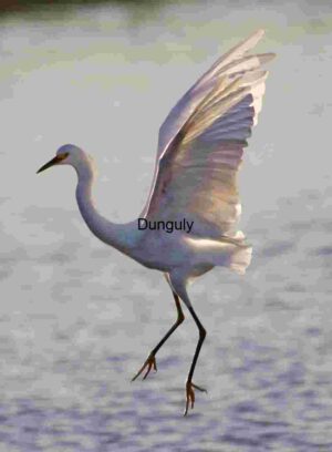 White Heron in Mid-Flight Over Water