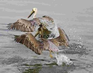 Dual Pelican Takeoff Over Rippling Waters