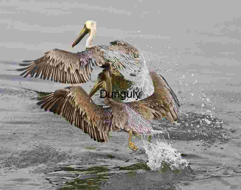 Dual Pelican Takeoff Over Rippling Waters