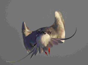 Elegant Bird in Midair with Spread Wings and Orange Feet