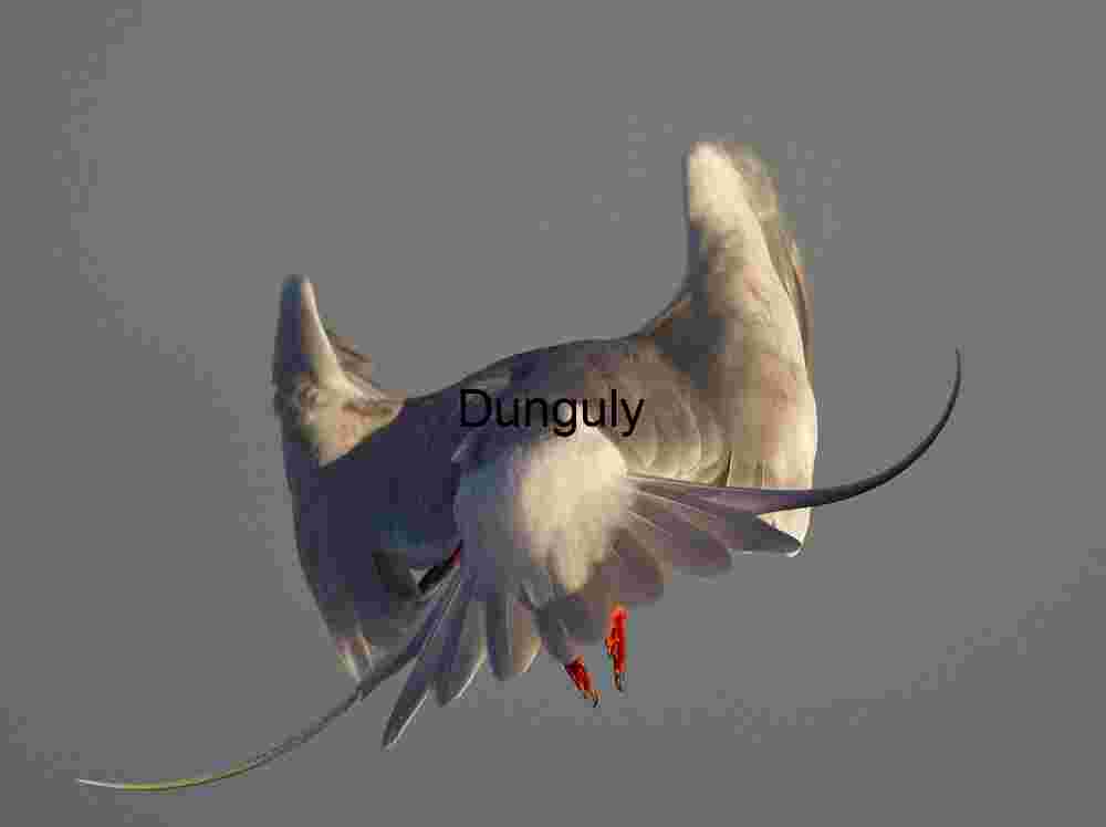 Elegant Bird in Midair with Spread Wings and Orange Feet