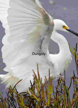 Graceful Egret Spreads Wings in Marshland Habitat
