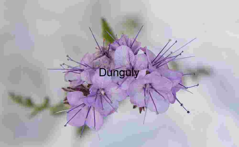 Whispers in Lavender: Delicate Stamens and Soft Petals in Bloom