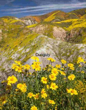 Spring Surge: Wildflower Hills in Full Bloom