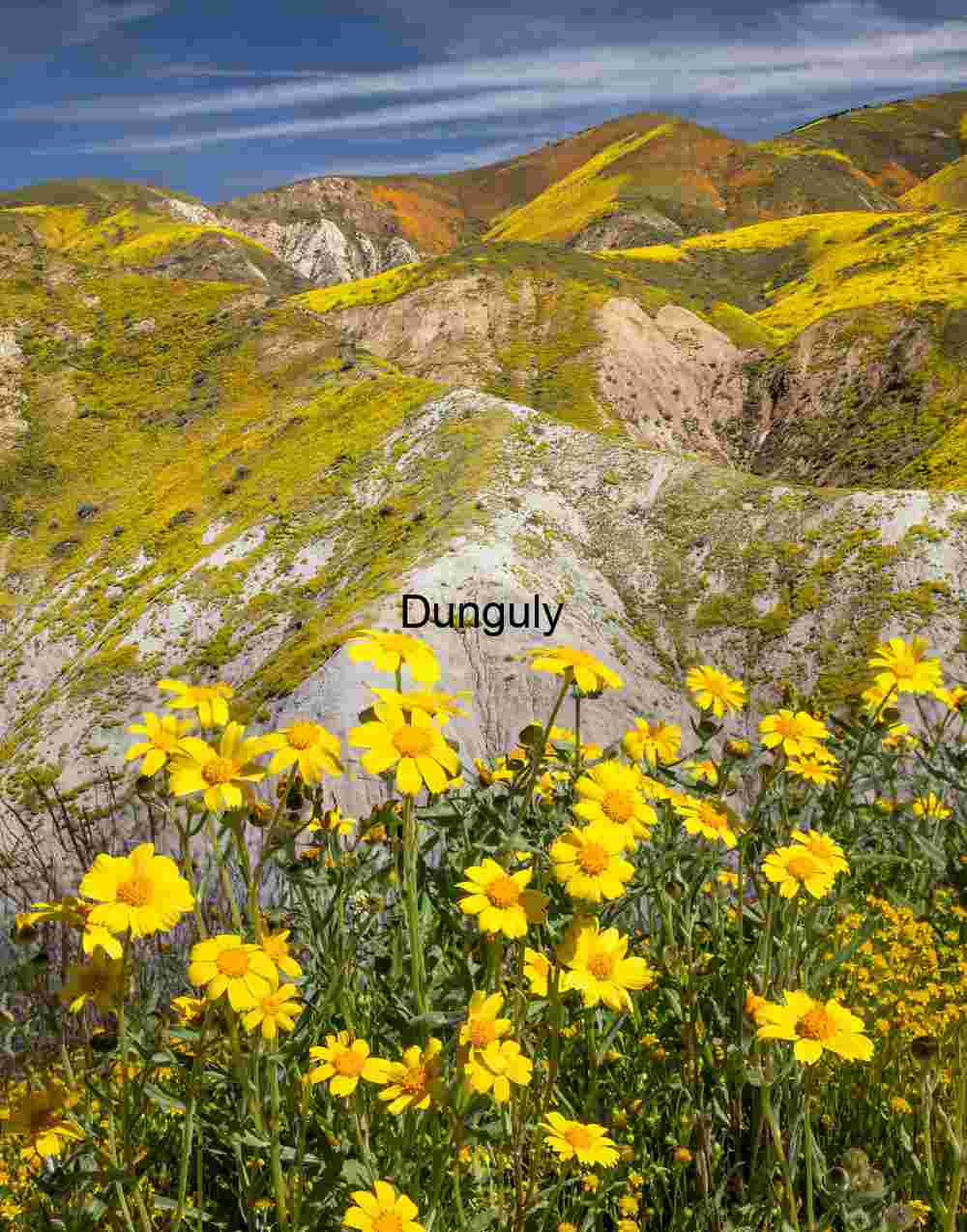 Spring Surge: Wildflower Hills in Full Bloom