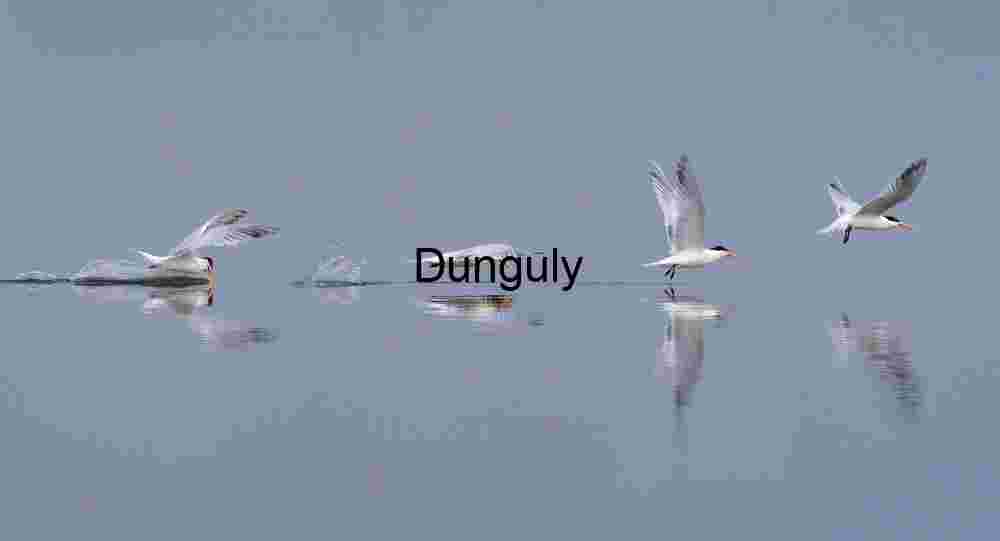 Flight Sequence: Terns Skimming and Soaring Over Reflective Waters