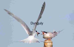 Feeding in Flight: Tern Offering Fish to Mate Against Blue Sky