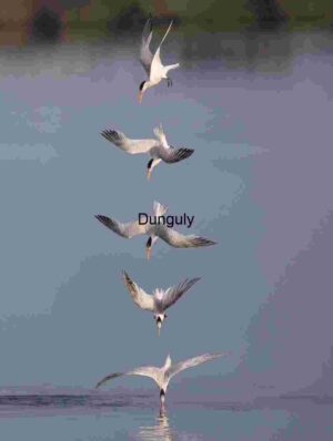 Precision Dive: Tern Captured in Five Stages of Aerial Descent