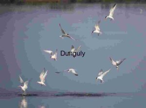 Coastal Formation: Terns in Coordinated Flight Over Rippling Waters